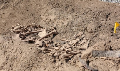 Ağdamda insan skeletinə bənzər sümük fraqmentləri aşkar edilib 