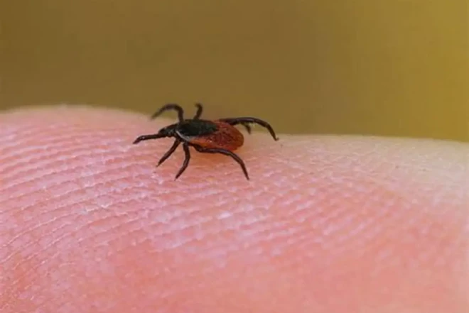 Lyme(gənə) xəstəliyi nədir? – Simptomlar və müalicə yolları